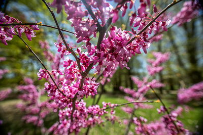 Flowering cherry blossoms